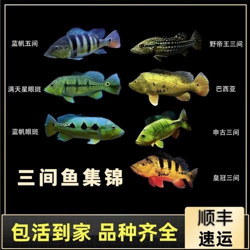 斑龍魚是什么魚圖片大全