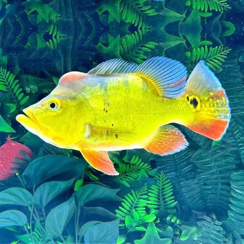 斑龍魚是什么魚圖片大全