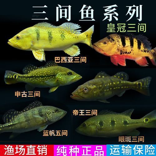 斑龍魚是什么魚圖片大全