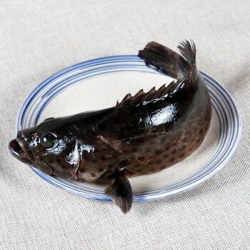 斑龍魚是什么魚圖片大全