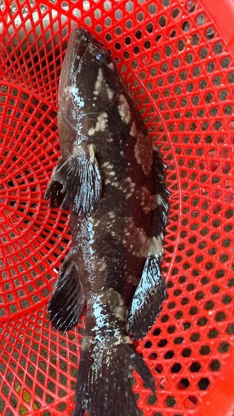 斑龍魚是什么魚圖片大全