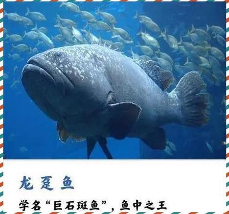 斑龍魚是什么魚圖片大全