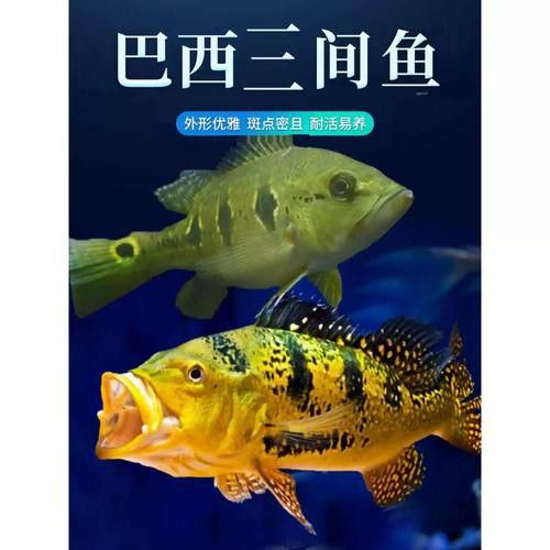 斑龍魚是什么魚圖片大全