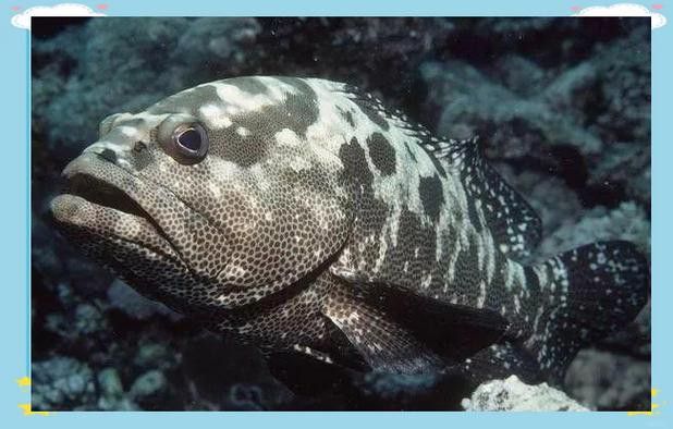 斑龍魚是什么魚圖片大全