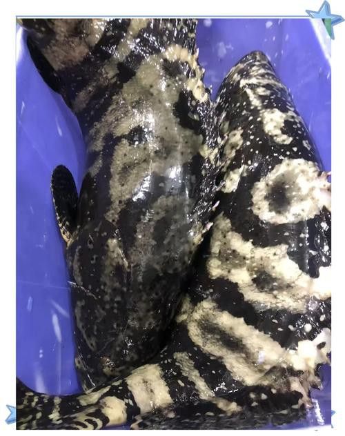 斑龍魚是什么魚圖片大全