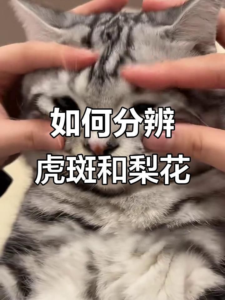 貍花貓和虎斑貓的區別