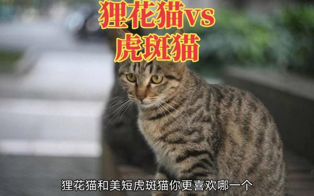 貍花貓和虎斑貓的區別