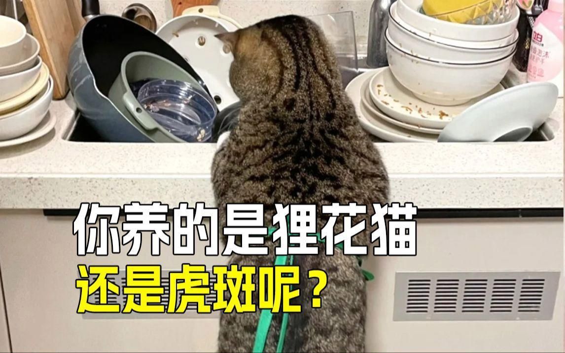 貍花貓和虎斑貓的區別