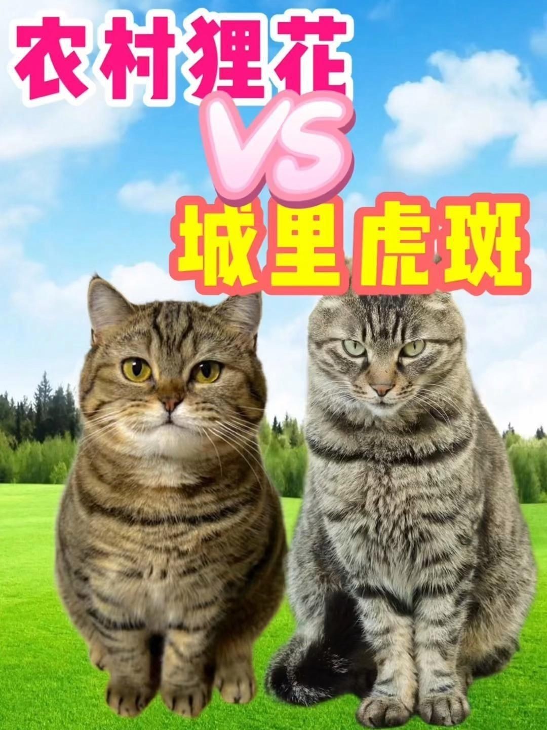 貍花貓和虎斑貓的區別