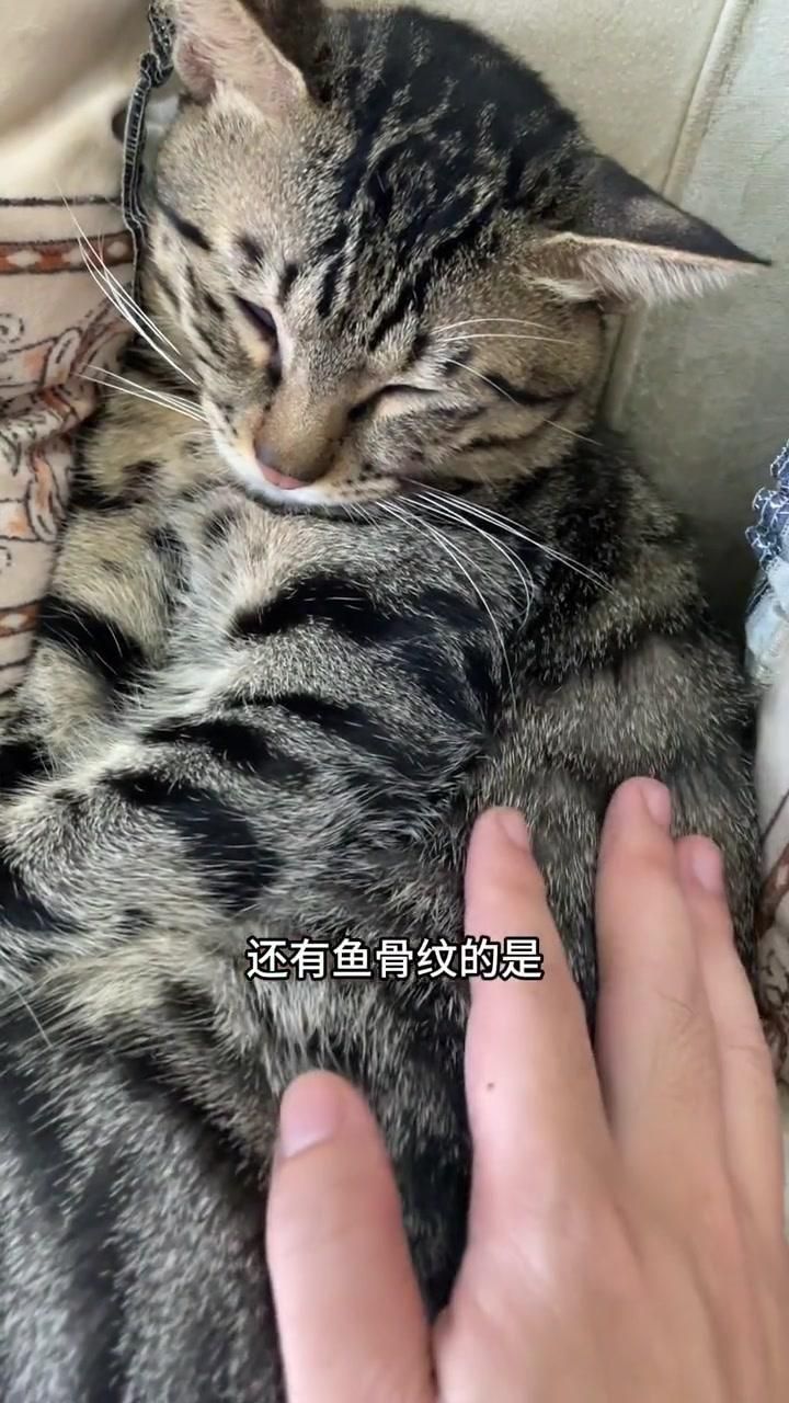 貍花貓和虎斑貓的區別