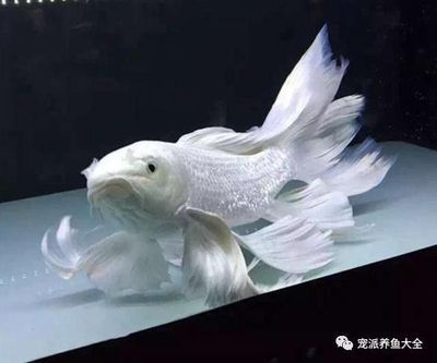 蝴蝶鯉魚和龍魚可以混養(yǎng)嗎，蝴蝶鯉魚可以跟龍魚混養(yǎng)嗎：蝴蝶鯉魚可以和龍魚混養(yǎng)嗎？
