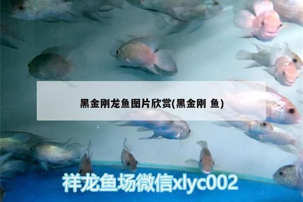 龍魚上門回收電話是多少號：龍魚上門回收市場價格查詢