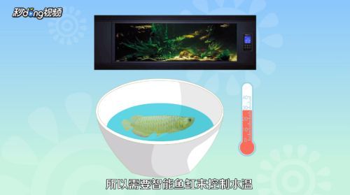 龍魚魚苗好養嗎怎么養（如何控制龍魚缸內水質，龍魚苗日常護理要點）