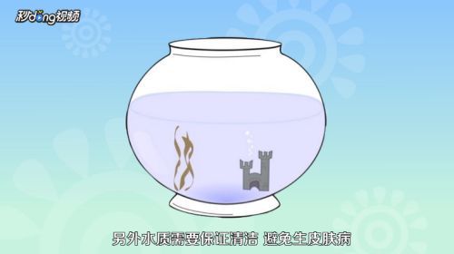 龍魚魚苗好養嗎怎么養（如何控制龍魚缸內水質，龍魚苗日常護理要點）