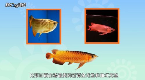 龍魚魚苗好養嗎怎么養（如何控制龍魚缸內水質，龍魚苗日常護理要點）