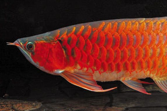 養龍魚攻略：養龍魚的注意事項