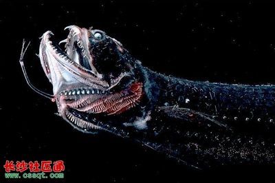 巨大的龍魚長什么樣子：巨大的龍魚是一種具有壯觀尺寸和美麗外觀的淡水魚
