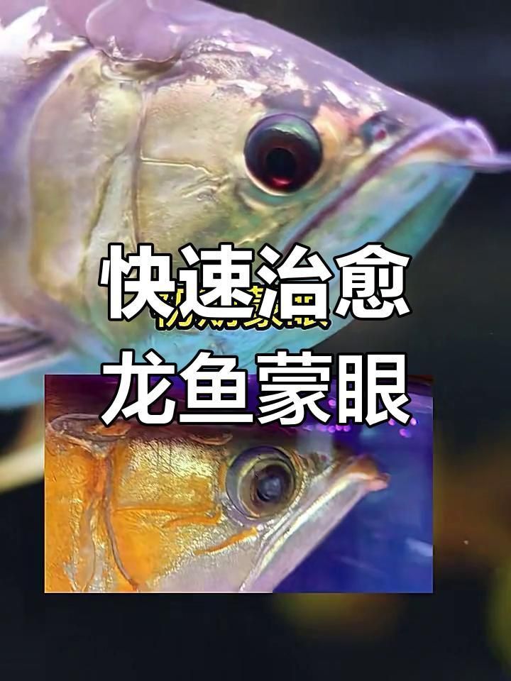 龍魚眼睛起白膜怎么辦