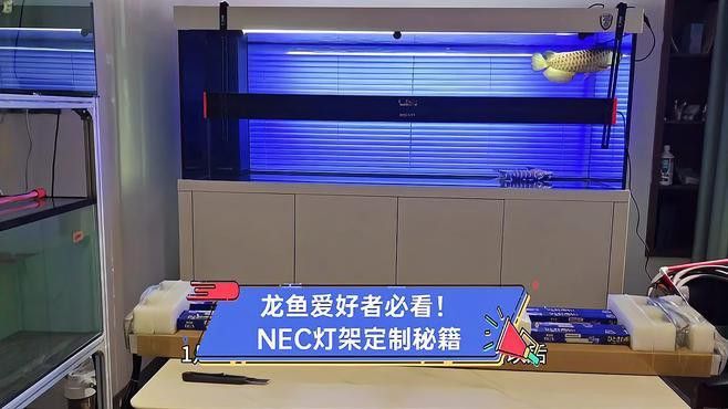 紅龍魚燈光使用方法圖解