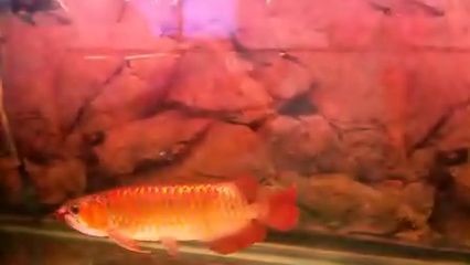 紅龍魚訓練吃顆粒：如何訓練紅龍魚吃顆粒飼料 紅龍魚訓練吃顆粒：如何訓練紅龍魚吃顆粒飼料 龍魚百科 第3張