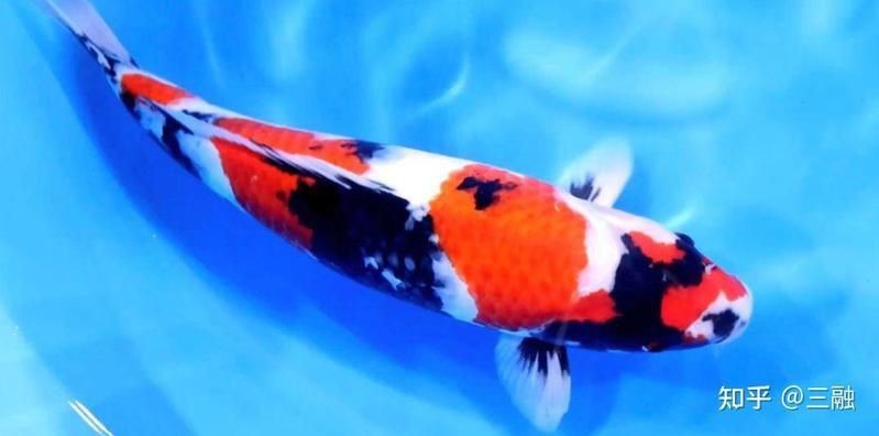 錦鯉最旺屬雞的什么魚
