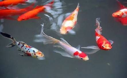 錦鯉最旺屬雞的什么魚