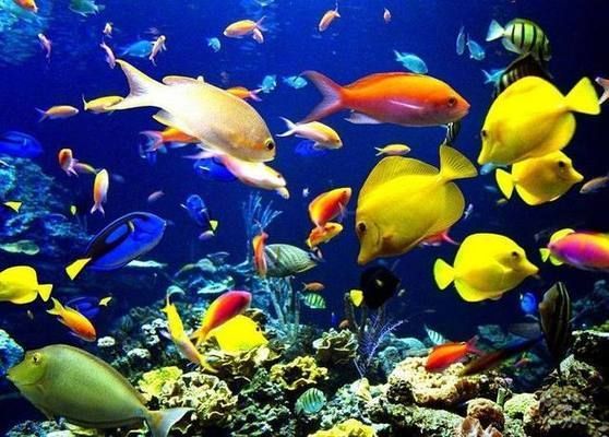 如何選擇適合混養的魚種？：如何選擇適合混養的魚種