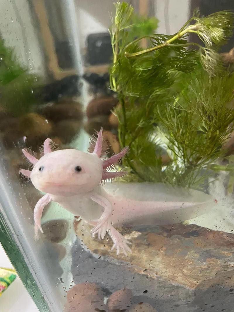 六角恐龍魚可愛圖片