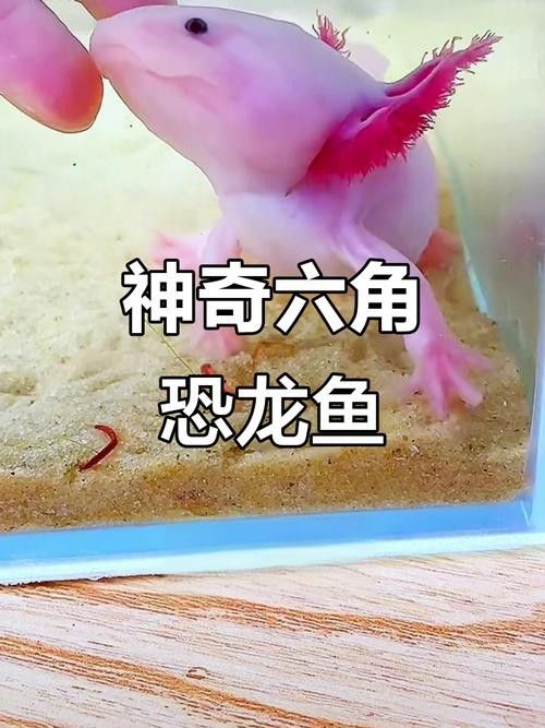 六角恐龍魚可愛圖片