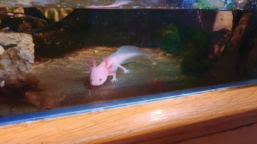 六角恐龍魚可愛圖片