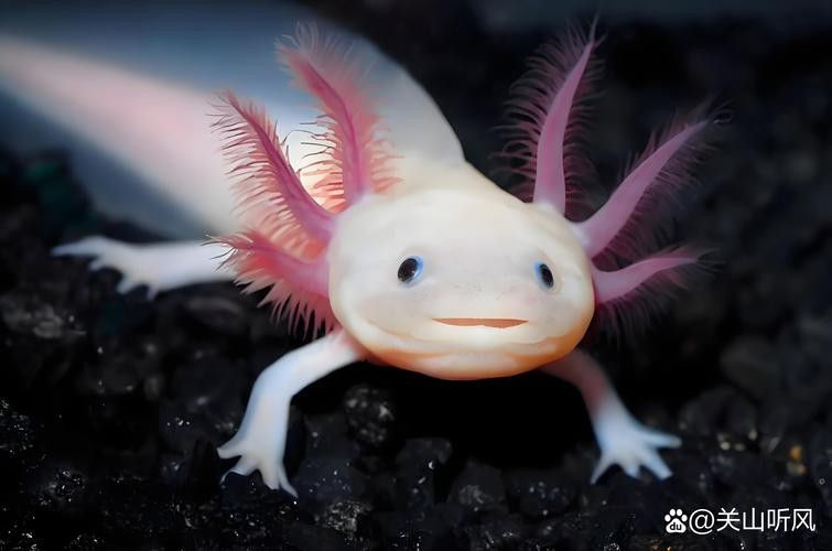 六角恐龍魚可愛圖片