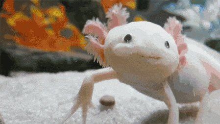 六角恐龍魚可愛圖片