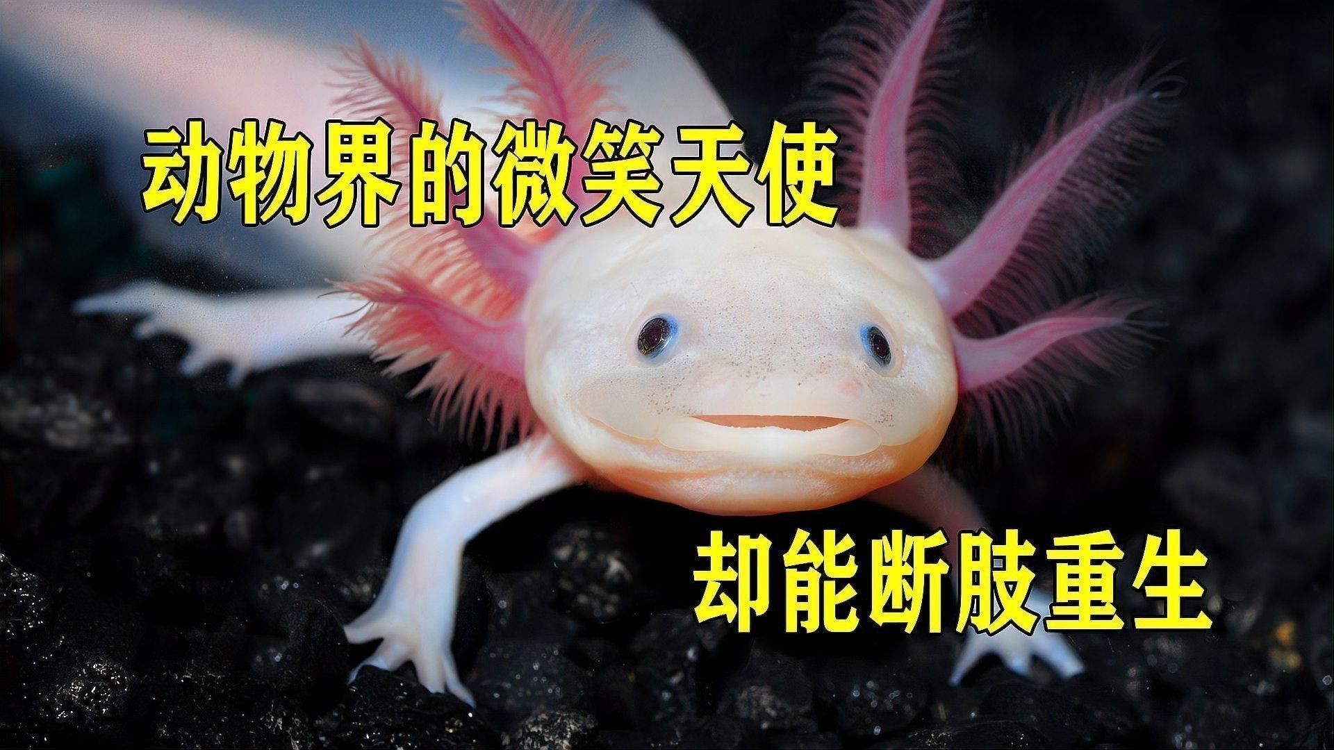 六角恐龍魚可愛圖片