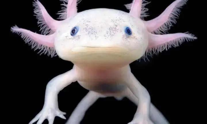 六角恐龍魚可愛圖片