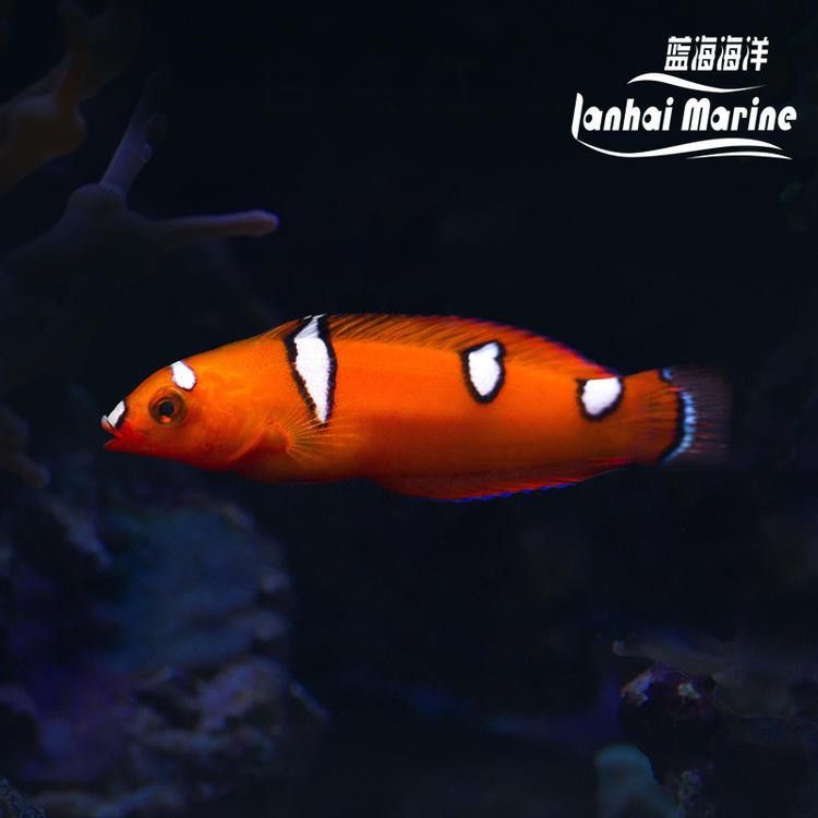 推薦幾家信譽良好的紅龍魚商家