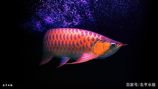 龍魚長什么樣龍魚會死：龍魚的特征和飼養方法