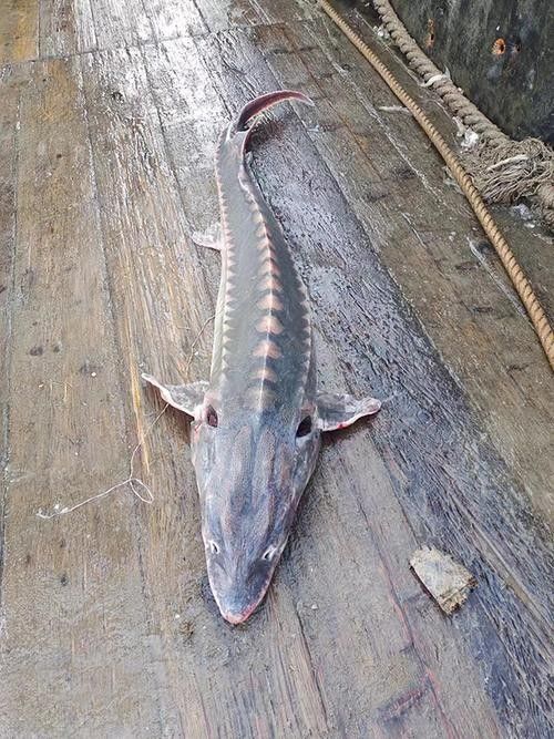 鱘龍魚有多大