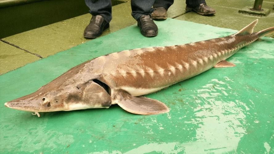 鱘龍魚有多大