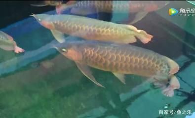 養龍魚的最佳溫度是多少度的：養龍魚的最佳溫度應該在24~28度之間保持在28度之間