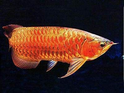 金龍魚不怎么吃食是什么原因：金龍魚不吃食怎么辦