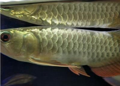 龍魚分不分公母魚：如何區(qū)分龍魚公母 龍魚分不分公母魚：如何區(qū)分龍魚公母 龍魚百科 第1張