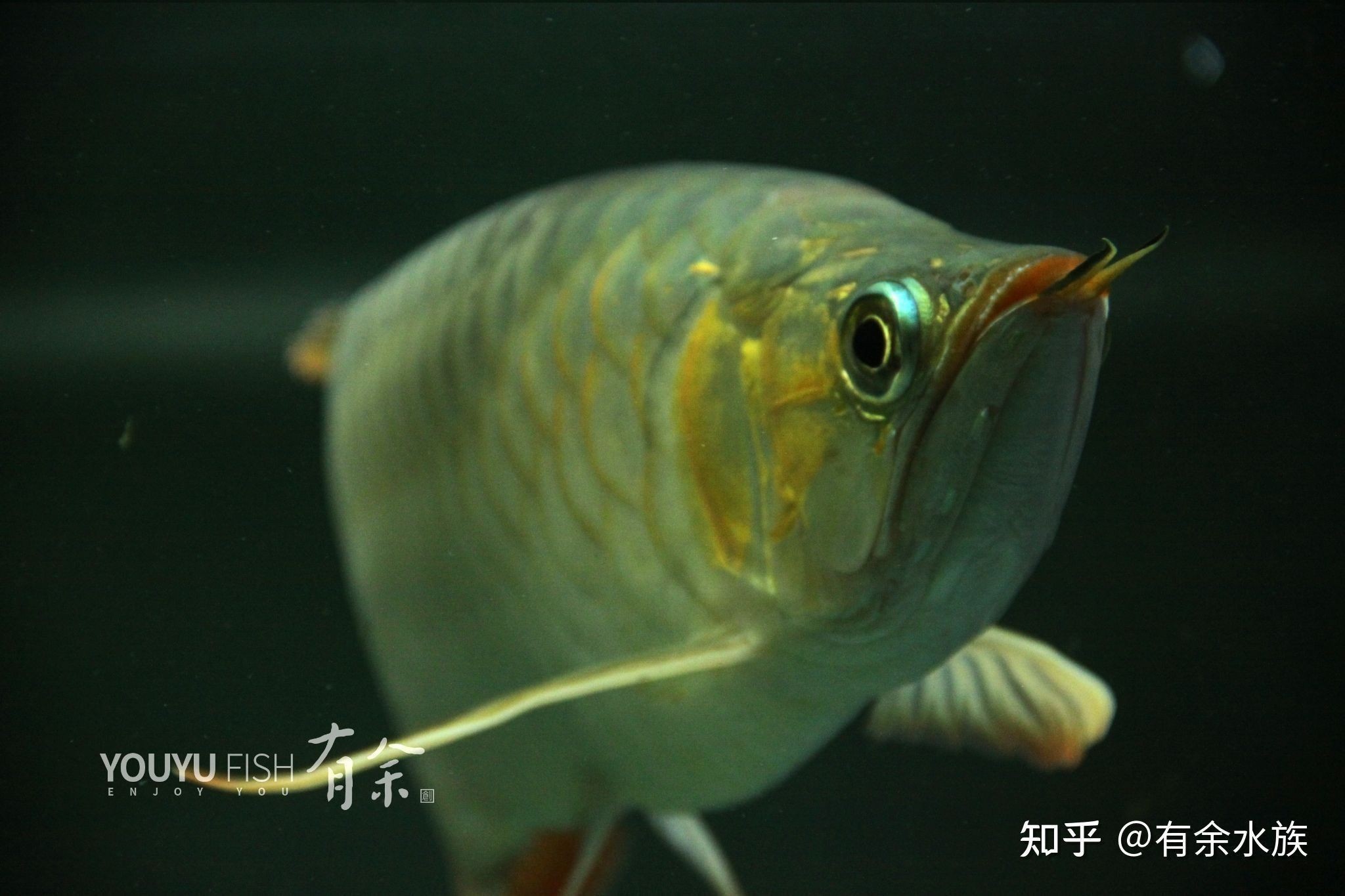 龍魚經常撞缸是怎么回事：龍魚撞缸是一種常見的魚類行為可能由多種原因引起