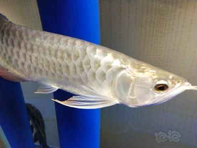 龍魚回來幾天可以吃東西了嗎