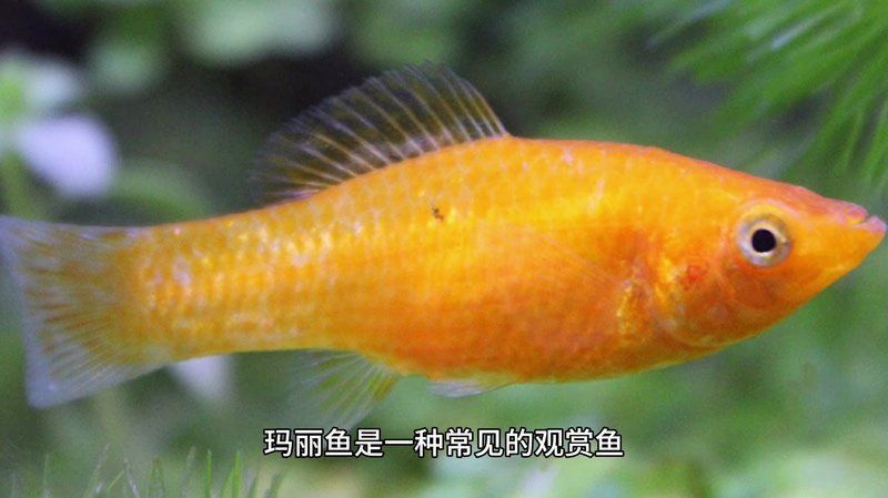 馬拉莫魚為何不能養