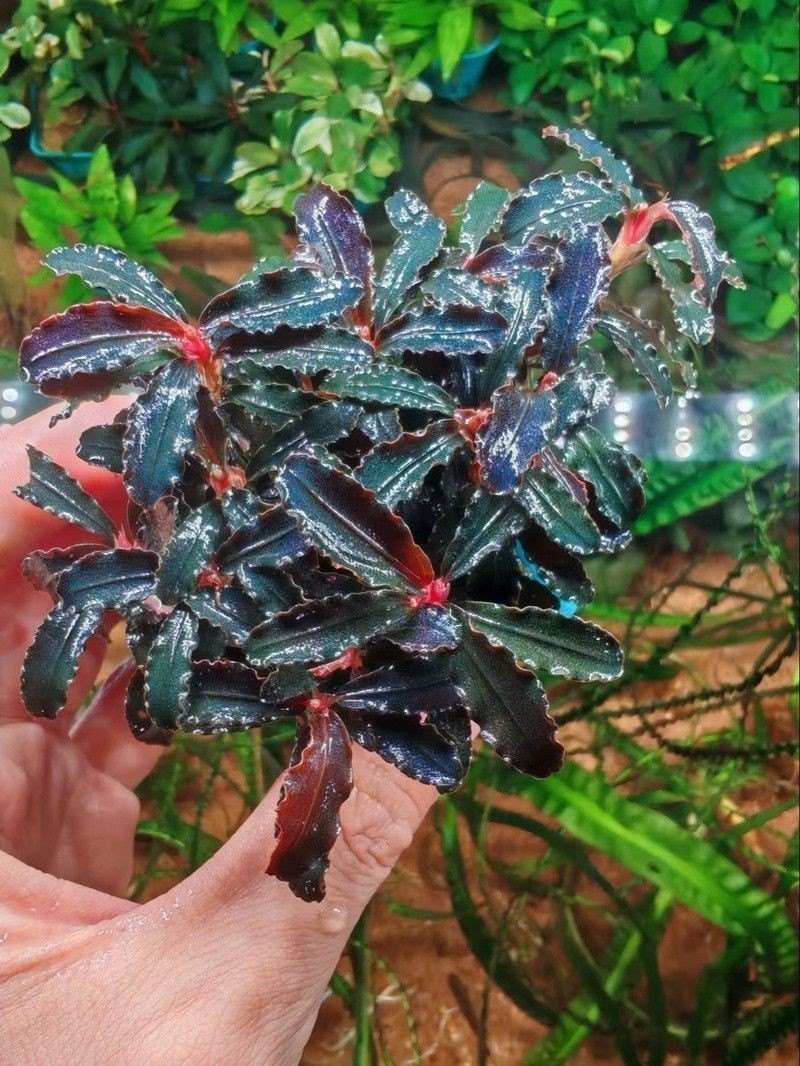 推薦一些生長緩慢的水草品種