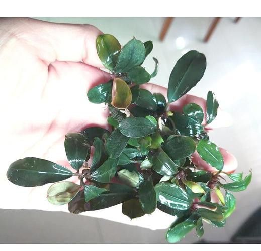 推薦一些生長緩慢的水草品種