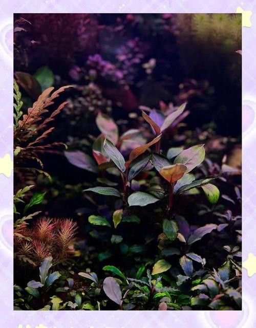 推薦一些生長緩慢的水草品種