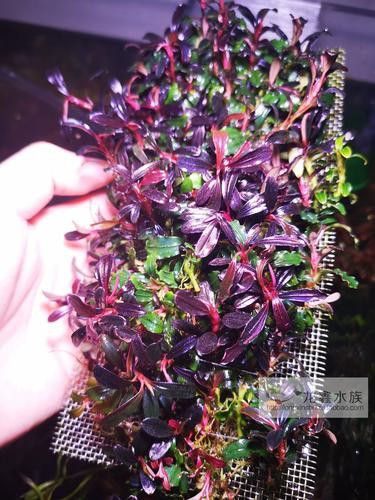 推薦一些生長緩慢的水草品種