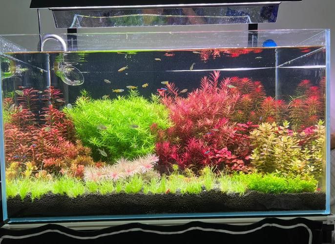 推薦一些生長緩慢的水草品種