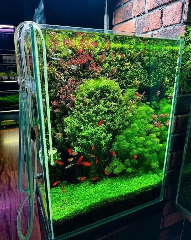 推薦一些生長緩慢的水草品種